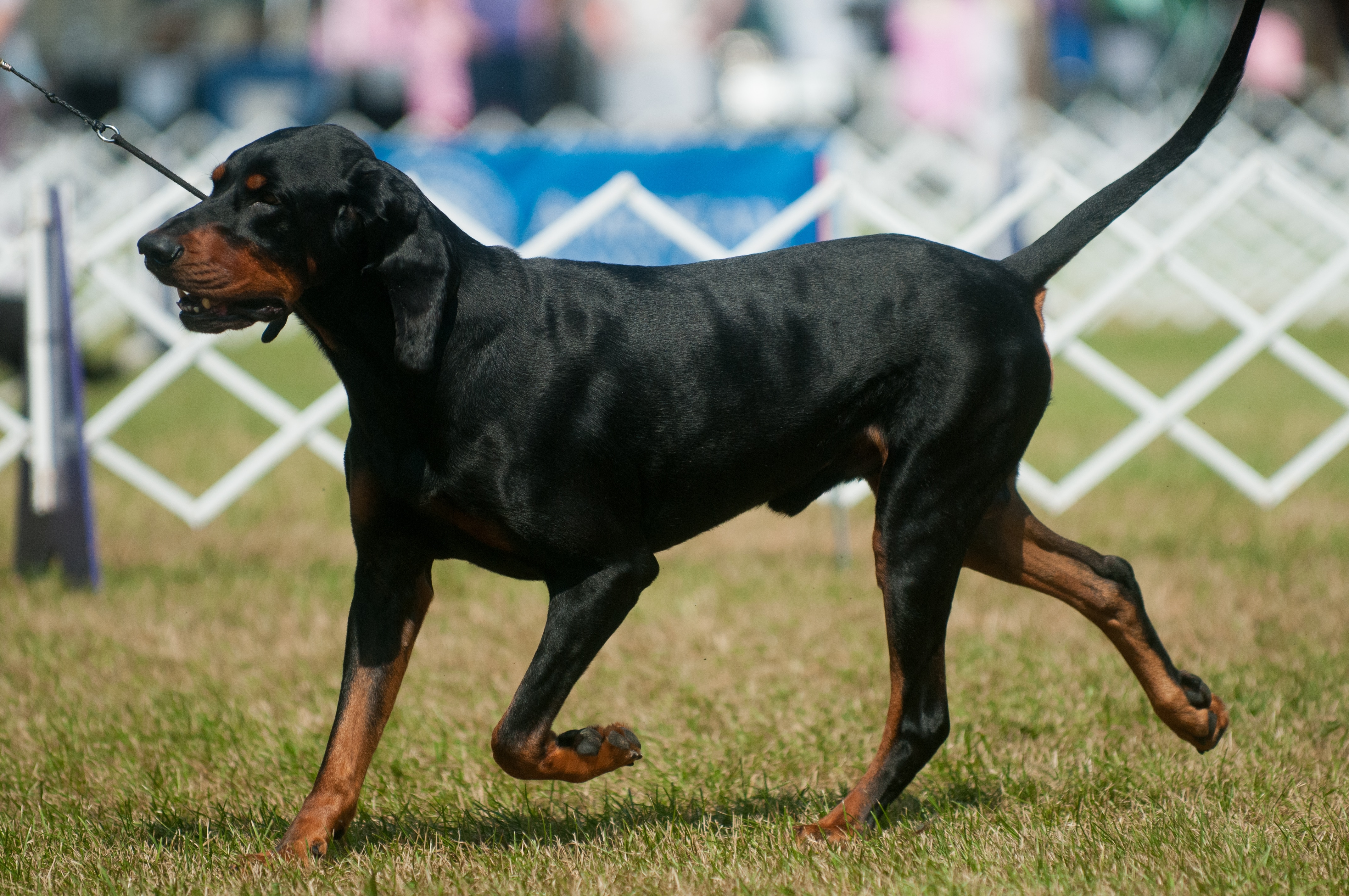 Fashion coonhounds for adoption